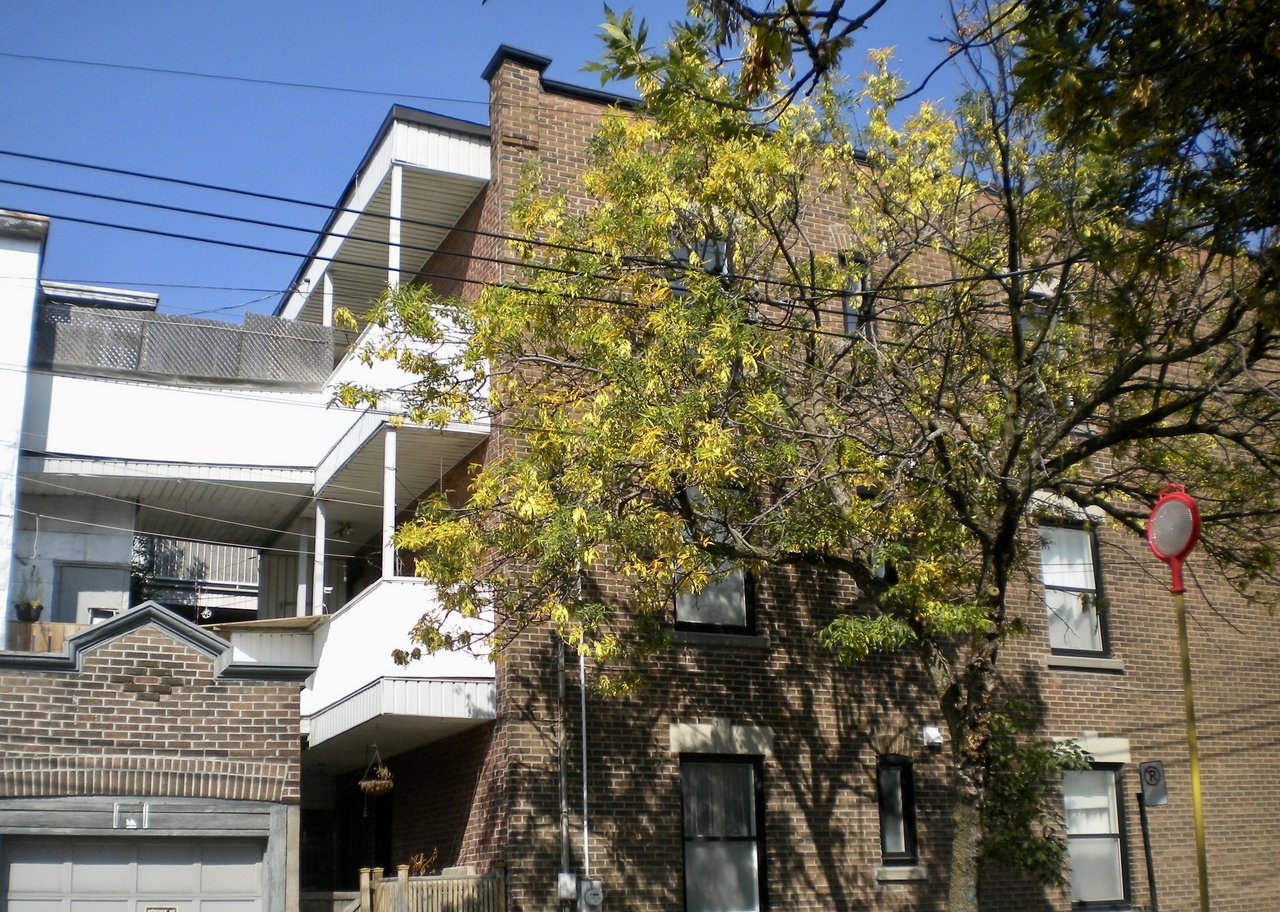 Montréal Autumn Leaves